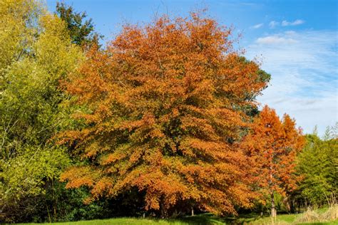 Willow Oak Tree For Sale Buying And Growing Guide