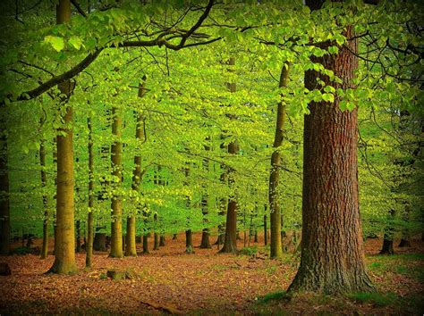 Banco de Imágenes Gratis fotografías de paisajes naturales del bosque Árboles verdes