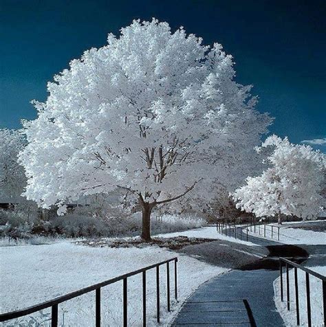 Beautiful Winter Landscape Winter Scenery Tree Photography