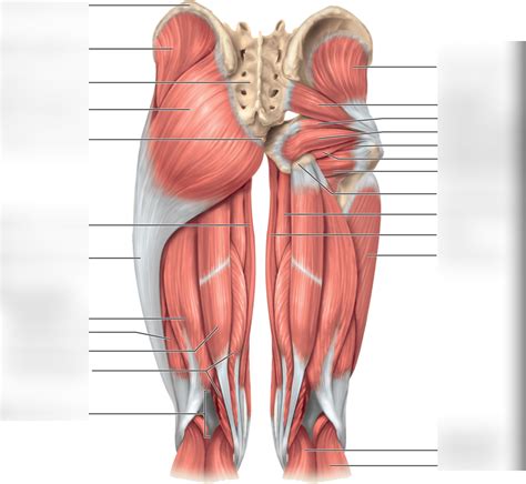 Diagram Posterior Thigh Muscles Diagram Quizlet