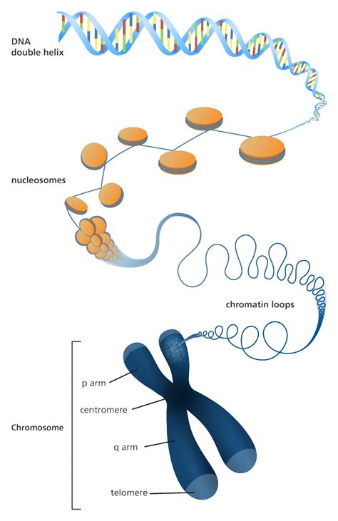 Dna Packaged Into A Chromosome Biologiundervisning Molekyl Rbiologi