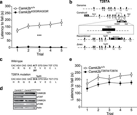 A Crucial Role For Calciumcalmodulin Dependent Activity But Not