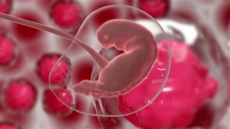 Por Primera Vez En La Historia Científicos Crean Embriones Humanos