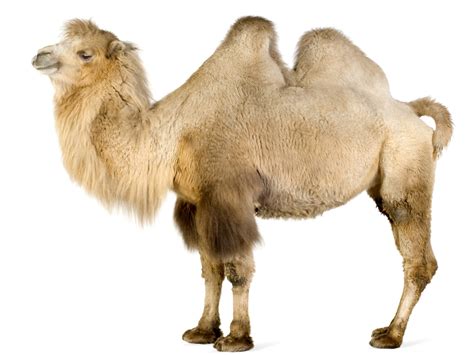 Camel Animal Wildlife