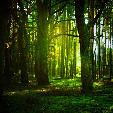 Green Woods By Baxiaart On Deviantart