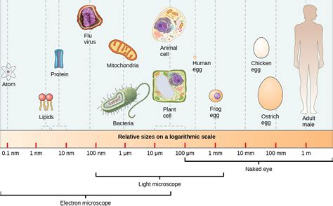 Prokaryotic Cells Openstax Biology 2e