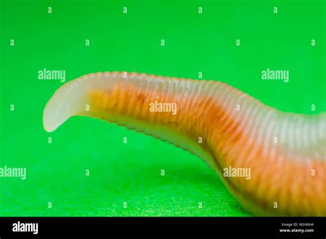 Close Up Photo Of Linguatula Serrata Or Tongue Worm Stock Photo Alamy