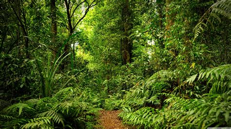 Rainforest 4k Wallpapers Top Free Rainforest 4k Backgrounds