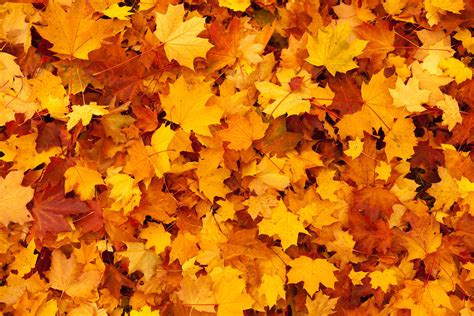 Maple Leaves Background Free Images At Vector Clip Art