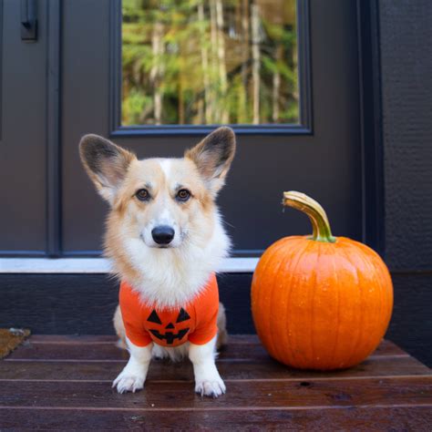 Diy Halloween Pumpkin Hoodie For Dogs