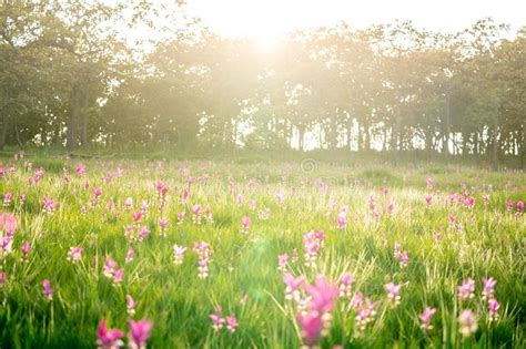 Sunset At Pink Flower Field In Thailand Stock Photo Image Of Flower