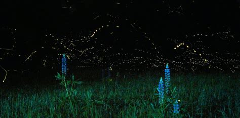 Fireflies Need Dark Nights For Their Summer Light Shows Heres How