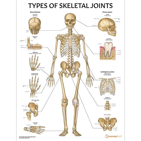 Types Of Skeletal Joints Poster Joint Anatomy Chart