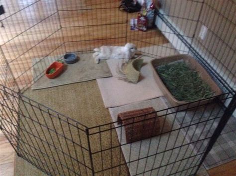 Rabbit Ideal Indoor Housing Its Strongly Suggest That Cage Size Is 4