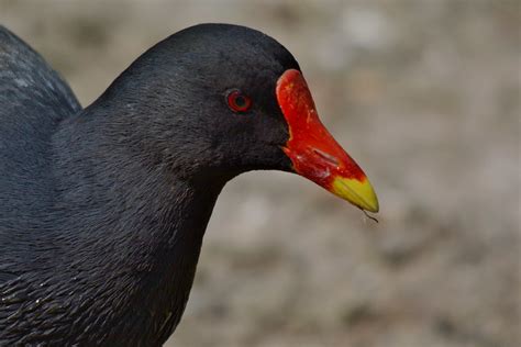Black Bird With A Red Beak Nataliedeaf