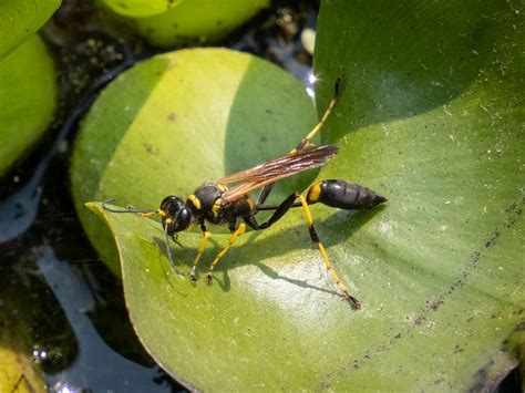 Yellow Legged Mud Dauber Wasp Andrew Mckinlay Flickr