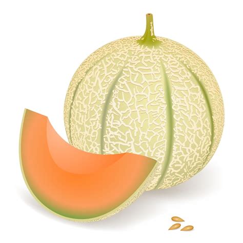 Premium Vector A Delicious Melon Vector Illustration