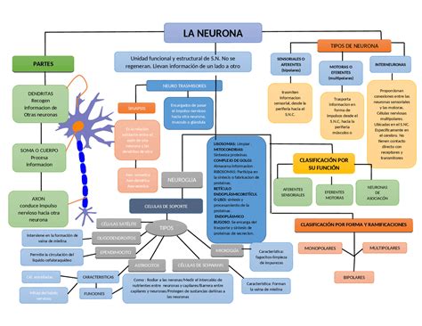 Neurona Mapa Conceptual Ejercicios De Medicina Docsity