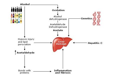 Rcem Learning Alcoholic Liver Disease Reference Material