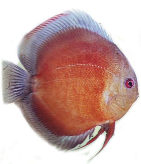Jenis - Jenis Ikan Diskus ~ Simple Aquascape