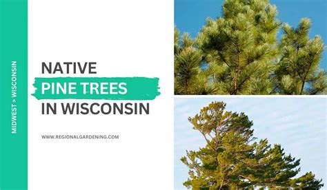 3 Common Pine Trees In Wisconsin Photos And Identification Regional