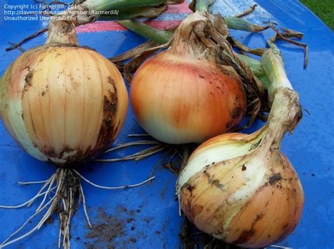 Plantfiles Pictures Allium Garden Onion Edible Onion Phoenix