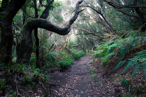 Path Through A Dark Forest Woodland Landscape Stock Image Image Of