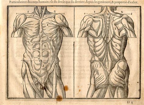 Antique Original Engraving Human Physiology Internal Organs Human