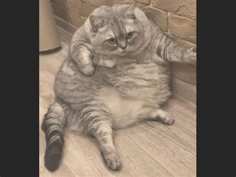 Td Owner Reveals Startling Truth About The Worlds Fattest Cat A