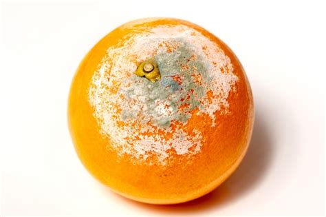 Des Fruits Orange Télécharger Des Photos Gratuitement