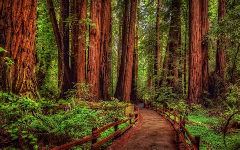 Redwood Tree Wallpapers Top Free Redwood Tree Backgrounds