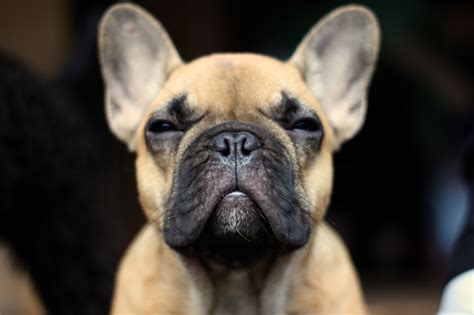 French Bulldog Wallpapers Hd Hd Wallpapers Backgrounds Images Art