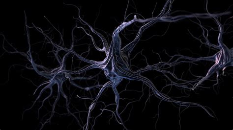 Nerves Neurons Brain Neuron Hd Wallpaper Pxfuel