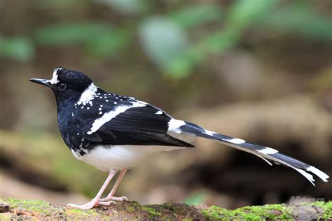 Meet 36 Images Of The Spotted Forktail A Luxurious Coat With