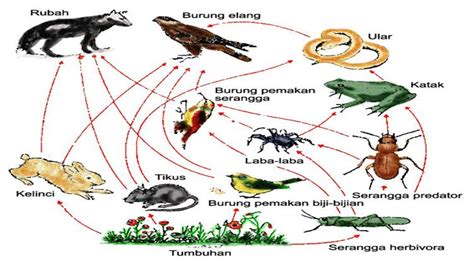 Baca juga ciri ciri makhluk hidup contoh rantai makanan di darat. Apakah yang dimaksud jaringan-jaringan makanan berilah contoh nya - Brainly.co.id