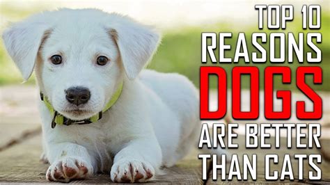 10 Reasons Why Dogs Are Better Than Cats Catwalls