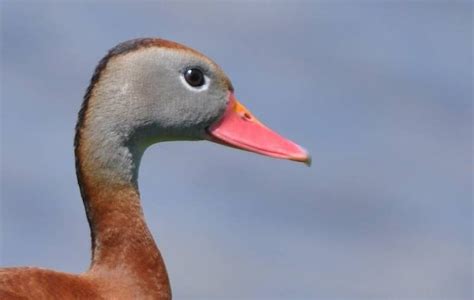 Whistling Ducks Make Rare Appearance In Illinois Birder Duck Animals