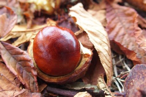 Chestnut Dioon Images Free Download On Freepik