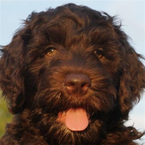 Lancaster puppies has cavachon puppies for sale. Meet Crew - Australian Labradoodle puppies for sale in ...