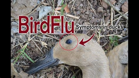 Avian Influenza In Ducks Flu Symptoms Duck Diseases Poultry Farming Duck Farming Youtube