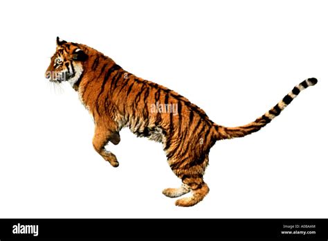 Tiger Panthera Tigris Jumping Stock Photo Alamy