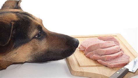 Is Raw Food Diet Safe For Dogs