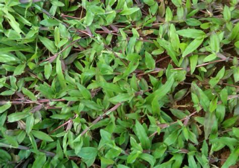 Berikut adalah jenis tanah terbaik untuk menanam rumput gajah mini. Mengenal Jenis Rumput Taman Yang Bagus | Gerak Maju Pertanian