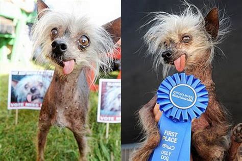 The Ugliest Dog In The World Contest Winners Amazing And Funny