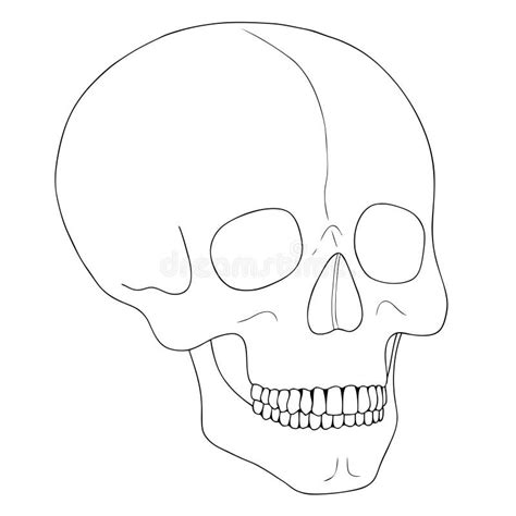 A Human Skull On A White Background With A Single Line Stock Vector