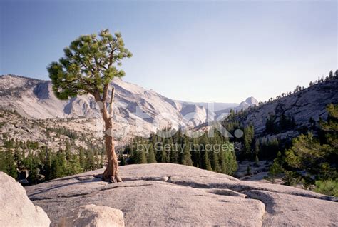 Single Juniper Tree In Tioga Pass Yosemite National Park Stock Photo