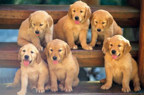 We looked inside some of the tweets by @6dogs and here's what we found interesting. How Much Do You Really Love Your Dog?
