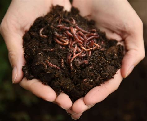 In Vermicomposting Worms Do The Work Of Composting Home And Garden
