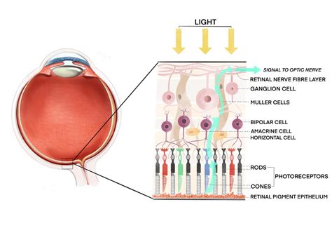 Retina - Gene Vision