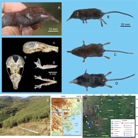 Species New To Science Mammalogy 2023 Uropsilus Fansipanensis A